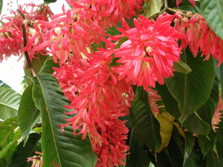 Triplaris Surinamensis