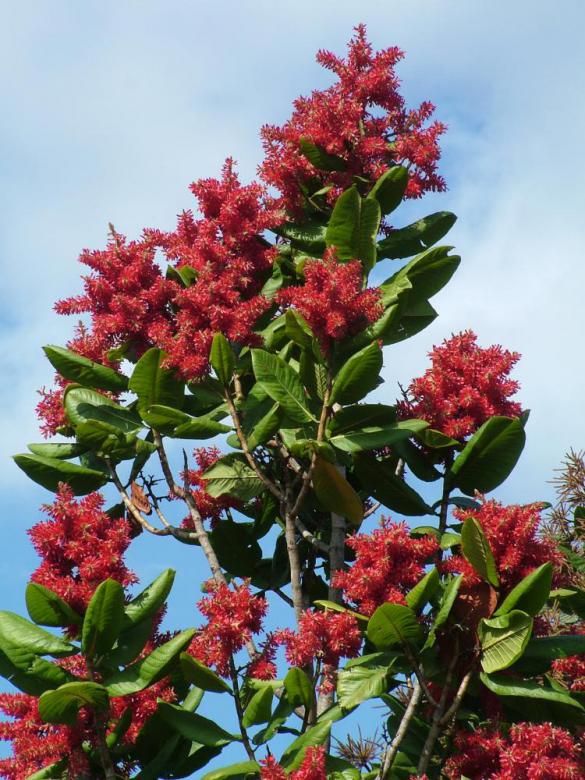 Triplaris Surinamensis