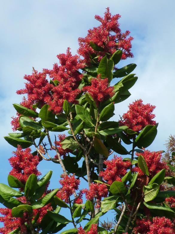 Triplaris Surinamensis