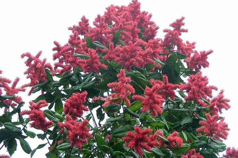 Triplaris Surinamensis