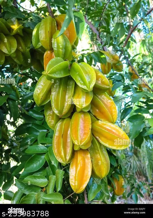Star Fruit Averrhoa carambola