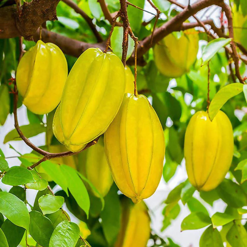 Star Fruit Averrhoa carambola