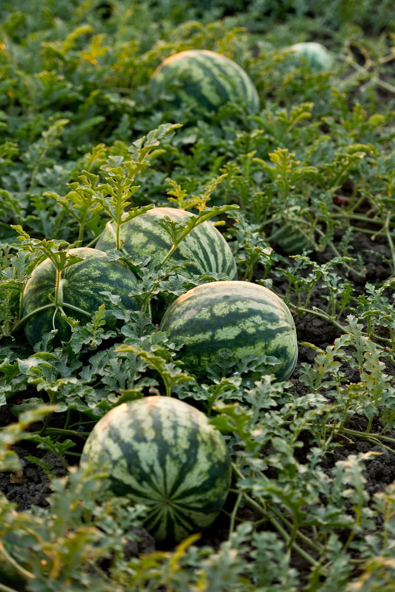Watermelon Citrullus lanatus