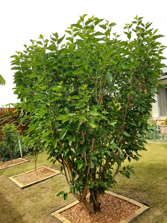 Mulberry Morus Alba