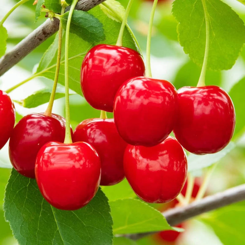 Cherry Prunus Avium