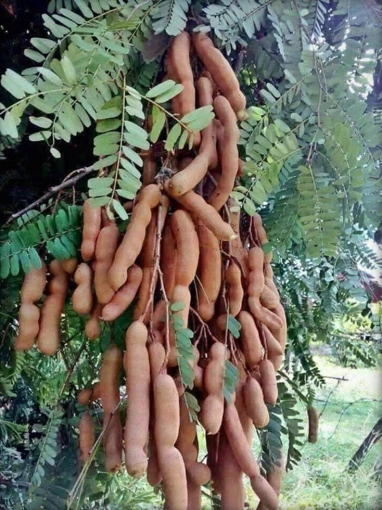 Tamarind Tamarindus indica