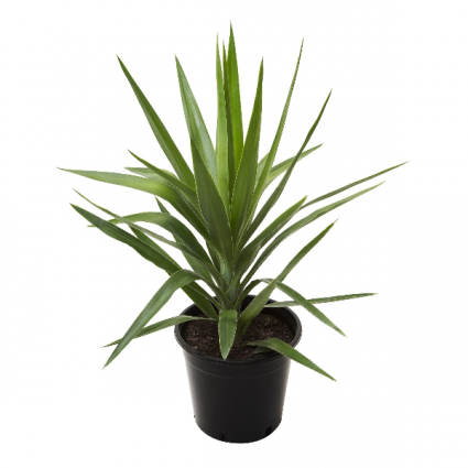 Yucca Plant