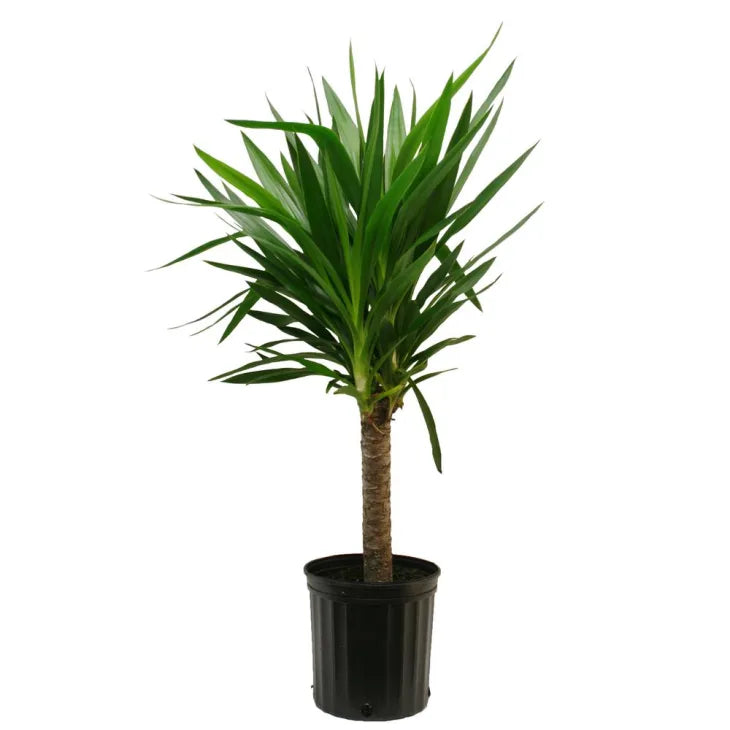 Yucca Plant