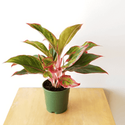 Aglaonema lipstick Red Natural Live Plant With Plastic Pot, Indoor Plant, Plant Color pink/of Pot - Kadiyam Nursery
