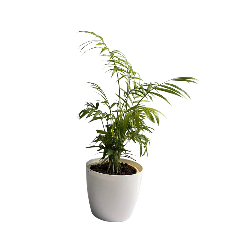 Areca Palm Air Purifier plant Oxygen Plant 10-18 inch height black pot Indoor Plant 6-7 stems 4-5 inch pot - Kadiyam Nursery