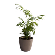 Areca Palm Air Purifier plant Oxygen Plant 10-18 inch height black pot Indoor Plant 6-7 stems 4-5 inch pot - Kadiyam Nursery