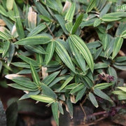 Arundinaria pumila,Bamboo Ultra Dwarf - Kadiyam Nursery