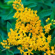 Asclepias Yellow Flowered,Blood Flower Yellow plant - Kadiyam Nursery