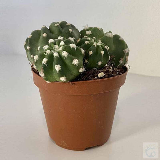 Astrophytum Cactus - Kadiyam Nursery