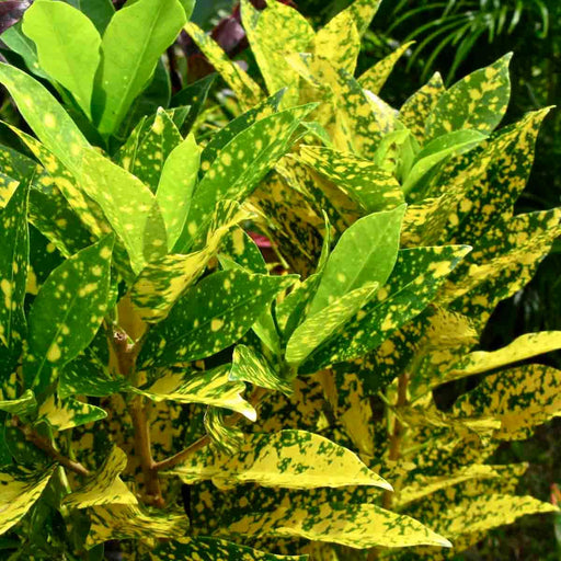 Aucuba Croton - Kadiyam Nursery