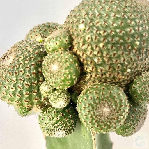 Blossfeldia Cactus - Kadiyam Nursery