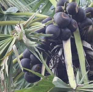 Best Ice Apple Fruit Plants In Kadiyam — Kadiyam Rajasri Nursery Exports