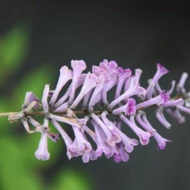 Buddleja davidii,Butterfly Bush - Kadiyam Nursery