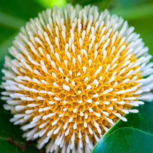 cadamba/Burflower Tree/Kadam/Cadamba/Kadamba Tree- 1 Live Healthy Plant - Kadiyam Nursery