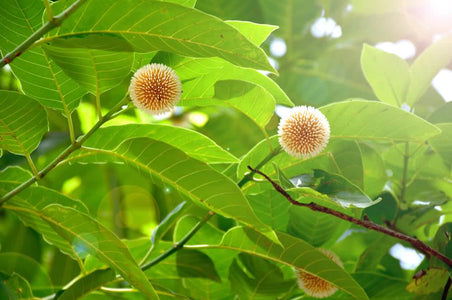 Best Kadamba Trees Near To Me Kadiyam India Neolamarckia cadamba ...