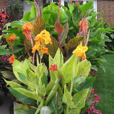 Canna (Orange Flower with Variegated Yellow Leaves ) - Plant - Kadiyam Nursery