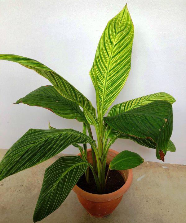 Canna (Orange Flower with Variegated Yellow Leaves ) - Plant - Kadiyam Nursery