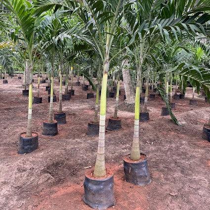 Veitchia merreilii green, Adonidia merreilii - Kadiyam Nursery