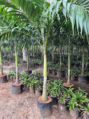 Veitchia merreilii green, Adonidia merreilii - Kadiyam Nursery