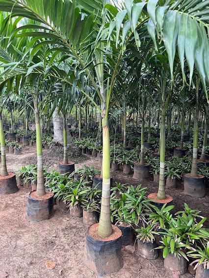 Veitchia merreilii green, Adonidia merreilii - Kadiyam Nursery