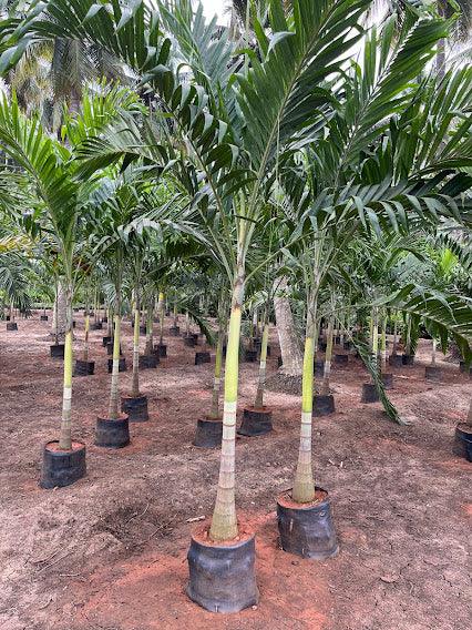 Veitchia merreilii green, Adonidia merreilii - Kadiyam Nursery